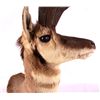 Image 8 : Wyoming Pronghorn Antelope Mount This is a prongho
