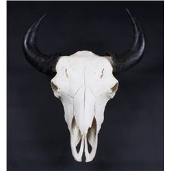 Large Montana Buffalo Bison Skull This is a very l