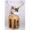 Image 2 : Caribou Trophy Mount on Cedar Pedestal This is a t