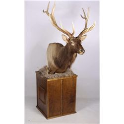 Montana Elk Mount on Wood Pedestal This is a large