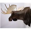 Image 10 : Alaskan Moose Mount 64" Boone & Crockett This is a