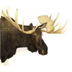 Alaskan Moose Mount 64" Boone & Crockett This is a