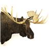 Image 1 : Alaskan Moose Mount 64" Boone & Crockett This is a