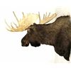 Image 2 : Alaskan Moose Mount 64" Boone & Crockett This is a