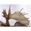 Image 3 : Alaskan Moose Mount 64" Boone & Crockett This is a