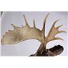 Image 4 : Alaskan Moose Mount 64" Boone & Crockett This is a