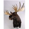 Image 6 : Alaskan Moose Mount 64" Boone & Crockett This is a