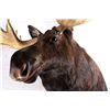 Image 7 : Alaskan Moose Mount 64" Boone & Crockett This is a