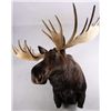 Image 8 : Alaskan Moose Mount 64" Boone & Crockett This is a