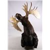 Image 9 : Alaskan Moose Mount 64" Boone & Crockett This is a