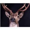 Image 10 : Axis Deer Shoulder Mount This is an Axis deer moun