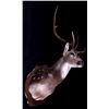 Image 1 : Axis Deer Shoulder Mount This is an Axis deer moun