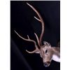 Image 7 : Axis Deer Shoulder Mount This is an Axis deer moun