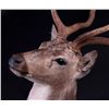 Image 8 : Axis Deer Shoulder Mount This is an Axis deer moun