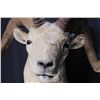 Image 10 : Alaskan Dall Sheep Ram Shoulder Mount This is a tr