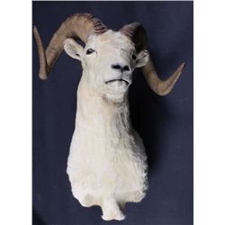 Alaskan Dall Sheep Ram Shoulder Mount This is a tr