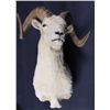 Image 1 : Alaskan Dall Sheep Ram Shoulder Mount This is a tr