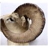 Image 2 : Alaskan Dall Sheep Ram Shoulder Mount This is a tr