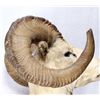 Image 3 : Alaskan Dall Sheep Ram Shoulder Mount This is a tr