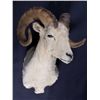 Image 4 : Alaskan Dall Sheep Ram Shoulder Mount This is a tr