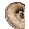 Image 8 : Alaskan Dall Sheep Ram Shoulder Mount This is a tr