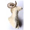 Image 9 : Alaskan Dall Sheep Ram Shoulder Mount This is a tr