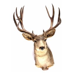 Large Trophy Mule Deer Shoulder Mount This is a sh