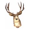 Image 1 : Large Trophy Mule Deer Shoulder Mount This is a sh