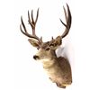 Image 2 : Large Trophy Mule Deer Shoulder Mount This is a sh