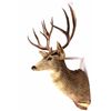 Image 3 : Large Trophy Mule Deer Shoulder Mount This is a sh