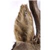 Image 7 : Large Trophy Mule Deer Shoulder Mount This is a sh