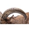Image 10 : Barbary Auodad Ram Half Body Mount This is a half