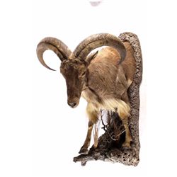 Barbary Auodad Ram Half Body Mount This is a half