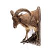 Image 2 : Barbary Auodad Ram Half Body Mount This is a half