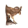 Image 3 : Barbary Auodad Ram Half Body Mount This is a half