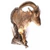 Image 4 : Barbary Auodad Ram Half Body Mount This is a half