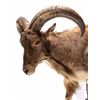 Image 6 : Barbary Auodad Ram Half Body Mount This is a half