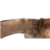 Image 7 : Barbary Auodad Ram Half Body Mount This is a half