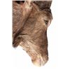 Image 8 : Barbary Auodad Ram Half Body Mount This is a half