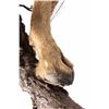Image 9 : Barbary Auodad Ram Half Body Mount This is a half