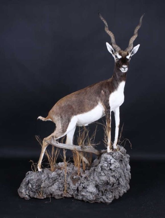 Gold Black Buck Full Body Trophy Mount This is a v