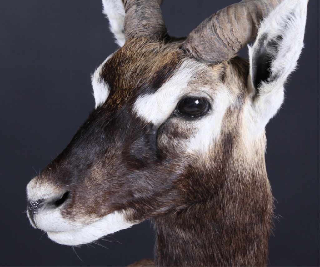 Gold Black Buck Full Body Trophy Mount This is a v