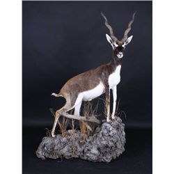 Gold Black Buck Full Body Trophy Mount This is a v