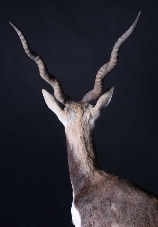 Gold Black Buck Full Body Trophy Mount This is a v