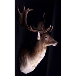 Fallow Deer Shoulder Mount This is a Fallow deer s