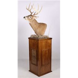 Trophy White Tail Deer Mount on Wood Pedestal This