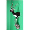 Image 10 : Gold Black Buck Half Trophy Mount This is a very r