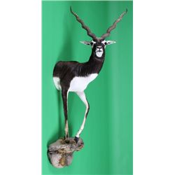 Gold Black Buck Half Trophy Mount This is a very r