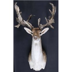 Trophy Fallow Deer Shoulder Mount This is a rare n