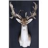 Image 1 : Trophy Fallow Deer Shoulder Mount This is a rare n